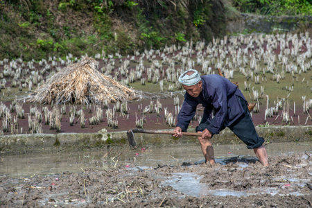 Zhaoxing Dong Village, Guizhou Province, China -  April 8, 2010:  Cultivated land, Asian farmer cultivates the soil in a flooded rice field with water using a hand hoe, morning, spring.のeditorial素材