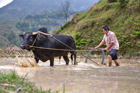 Zhaoxing Dong Village, Guizhou Province, China -  April 9, 2010: Chinese farmer cultivates rice field, his bull pulling a plow.のeditorial素材