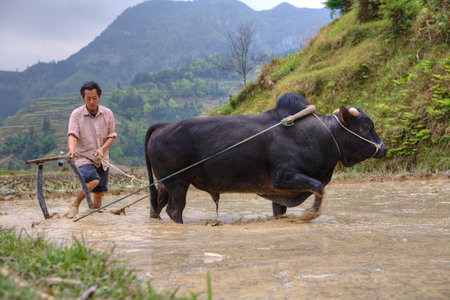 Zhaoxing Dong Village, Guizhou Province, China -  April 9, 2010: Chinese peasant cultivates paddy field, his bull pulling a plow.のeditorial素材