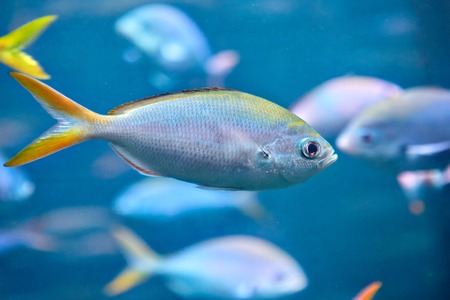 Flock of tropical sea fish Yellowtail fusilier or Caesio cuning in natural ecosystem of marine aquarium.の写真素材