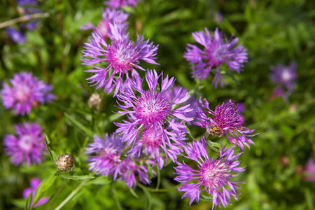 Purple knapweed close-up in the field in the countryside.
