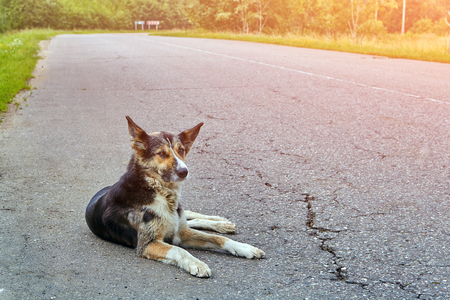 The dog mongrel lies on the roadway of the highway in the early morning in the countryside.の写真素材