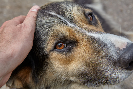 Human hand caresses dog, stroking it on head, close-up.の写真素材