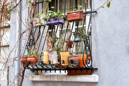 Withered potted plants outside the window in Turkish Istanbul in the winter.の写真素材