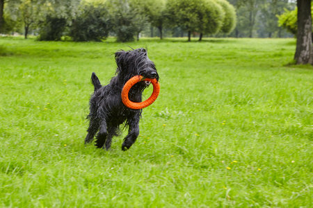Playful briard plays with toy in park.