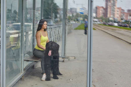 Black briard is sitting with his female owner on the tram stop. Young woman waits for public transport with long-haired dog at the daytime.の写真素材
