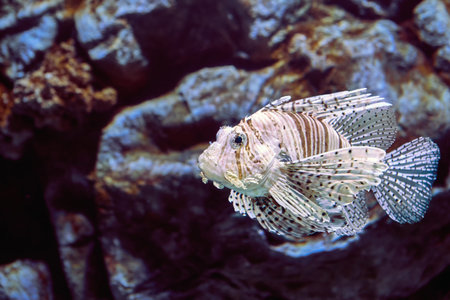 Red Lionfish or Pterois volitans this almond-shaped fish is covered in red and white zebra striping,...