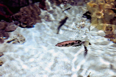 Banded archerfish or Toxotes jaculatrix is brackish water fish of perciform.