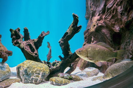 Crucian carp or carassius in public ornamental freshwater aquarium.