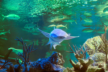 Nurse shark behind glass of marine aquarium in Russian city of St. Petersburg.