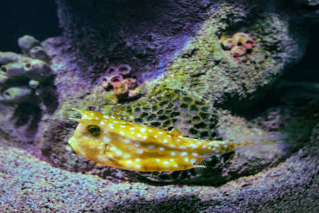 longhorn cowfish or Lactoria cornuta is saltwater fish sea in marine aquarium fish tank.の写真素材