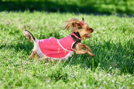 Yorkshire Terrier is running across lawn on sunny summer day, dog is wearing pink summer dress.の写真素材