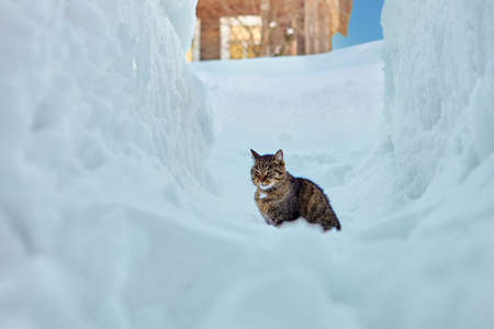 Domestic pet sits in snow drifts in countryside in winter.の写真素材