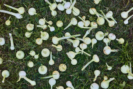 Harvest of onions is dried on lawn.の写真素材