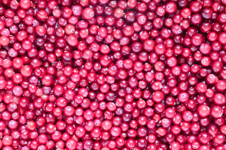 Berries of wild cranberries are scattered on surface.の写真素材
