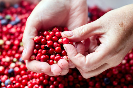 Forest red whortleberry in handful for sorting and cleaning.の写真素材