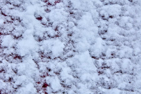 Wet melted snow stuck to wooden wall.の写真素材