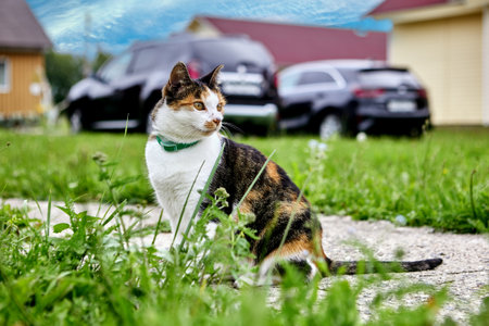 Calico cat girl sits on concrete garden path in front of cars parked on lawn in countryside on summer day.の写真素材