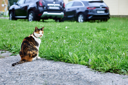 Calico cat with tri-color coats which include black, orange and white sits on garden path near cars who parking on lawn.の写真素材
