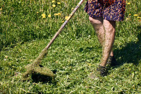 Man in shorts uses weed trimmer, his legs covered in shredded grass.の写真素材