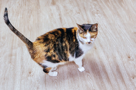 Tortoiseshell and white cat known as calico cat indoors on white laminate floor, top view.の写真素材
