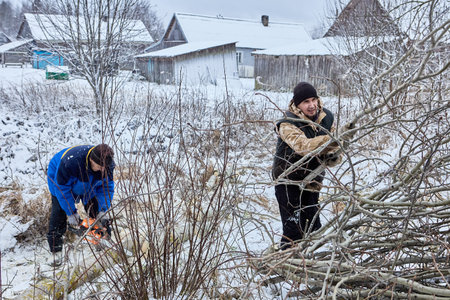 Farmers cut down an aspen tree for home heating, saw the trunk into sections and remove branches.