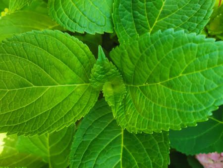 Background of green mint leaves close upの写真素材