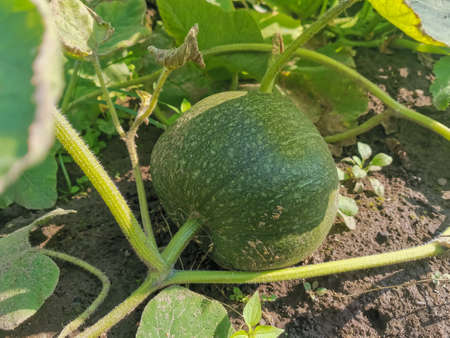 green pumpkin close-up lies on the ground under the shadow of a large leaf on a sunny dayの写真素材