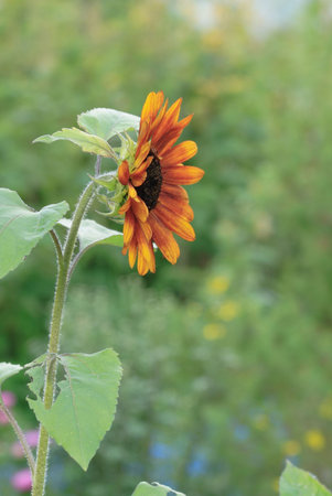orange sunflower