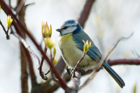 The titmouse sits on the branch with fresh leaves selective focusの写真素材