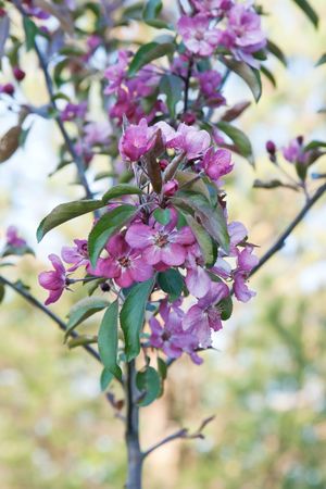 branch of plum tree with flowers in sunny day selective focusの写真素材