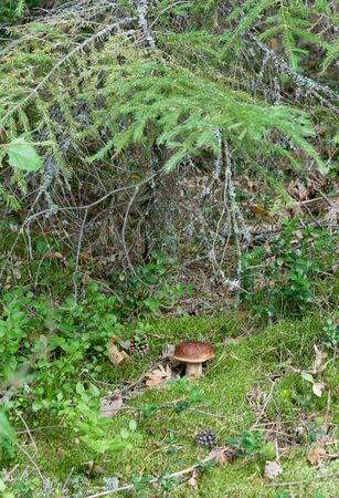 Mushroom in a grass under a fur-treeの写真素材