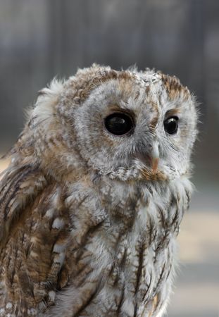 baby bird of owl with big black eyes looking forwardの写真素材