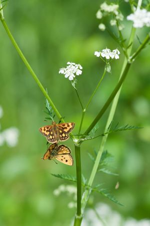 Two moths couple on a flower stalkの写真素材