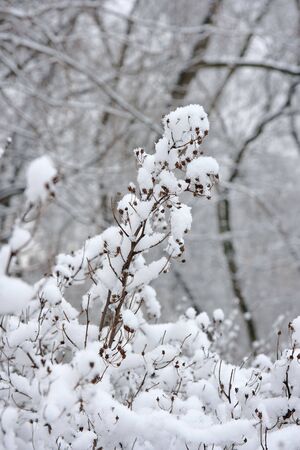 branches with fluffy snow flakesの写真素材