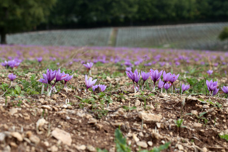 Closeup of Saffron flowers in a field - saffronの写真素材