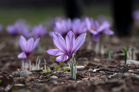 Closeup of Saffron flowers in a field - saffronの写真素材