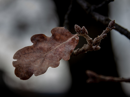 In winter a dead oak leaf remains on the tree isolated against the backgroundの写真素材