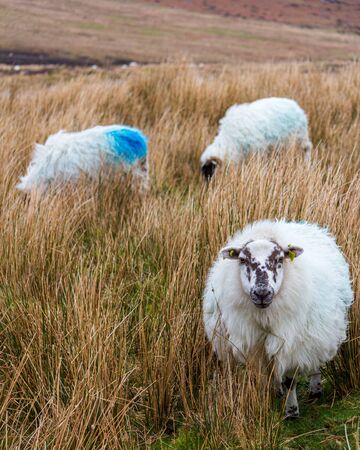 Sharing the trail to Mahon Falls are several white woolly sheep roaming in the meadowの写真素材
