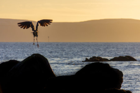 A large sea bird with outstretched wings attempts a landing on a rock at sunset