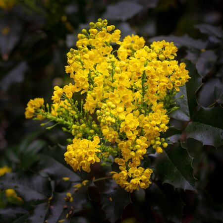 Clusters of small yellow flowers on a plantの写真素材