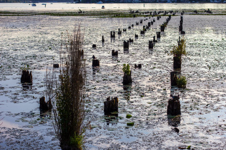 Old wood pilings in the water surrounded by plantsの写真素材