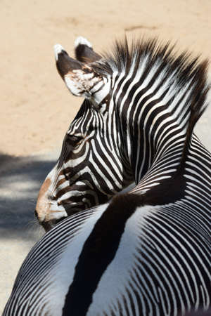 zebraの写真素材