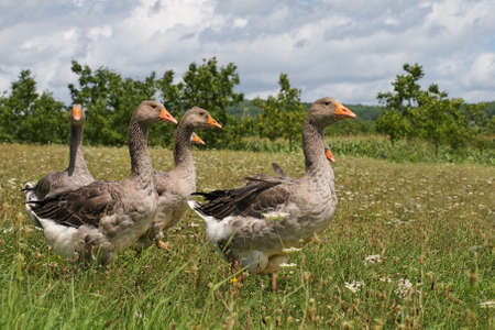 Flock of geese in the meadowの写真素材