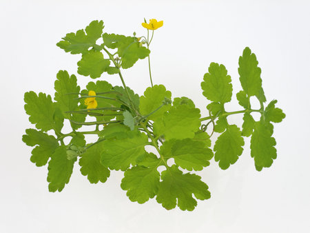 Celandine in studio on white