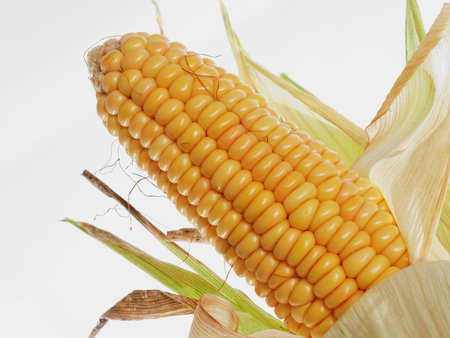 ears of corn on white wall.