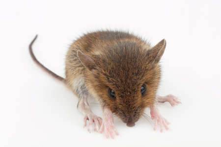 young flies on the table Studioの写真素材