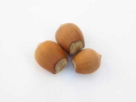 whole hazelnuts on a white background. nut macro.