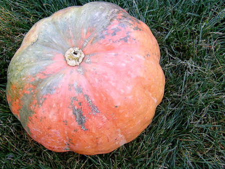 ripe bright orange pumpkin lies on the green grassの写真素材