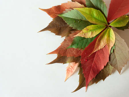 bright autumn leaves on a white background.の写真素材